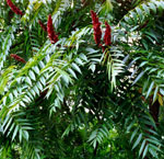 Rhus Typhina