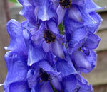 Aconite