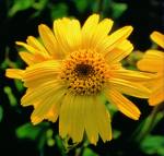 Arnica