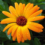 Calendula