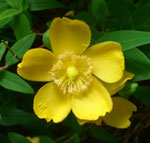 Hypericum